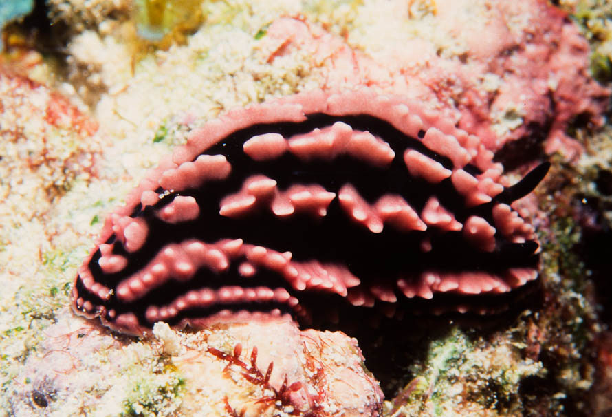 Phyllidiella striata